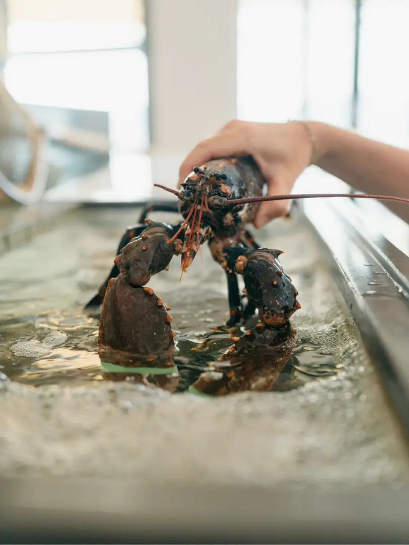 Homard